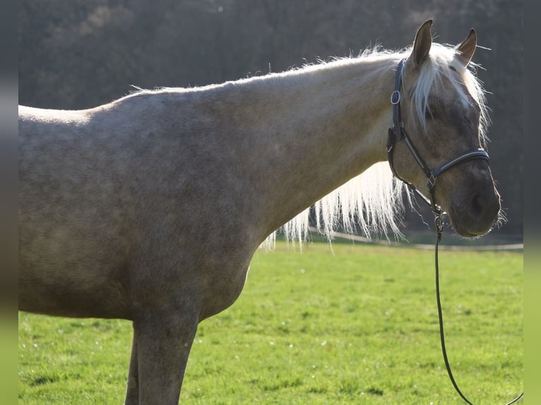 Andalusier Mix Wallach 3 Jahre 158 cm Palomino in Galenberg