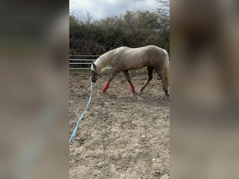 Andalusier Mix Wallach 3 Jahre 158 cm Palomino in Galenberg