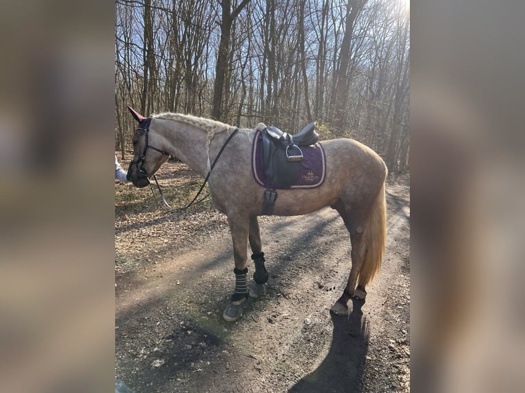 Andalusier Mix Wallach 3 Jahre 158 cm Palomino in Galenberg