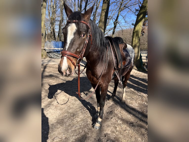 Andalusier Mix Wallach 3 Jahre 158 cm Palomino in Galenberg