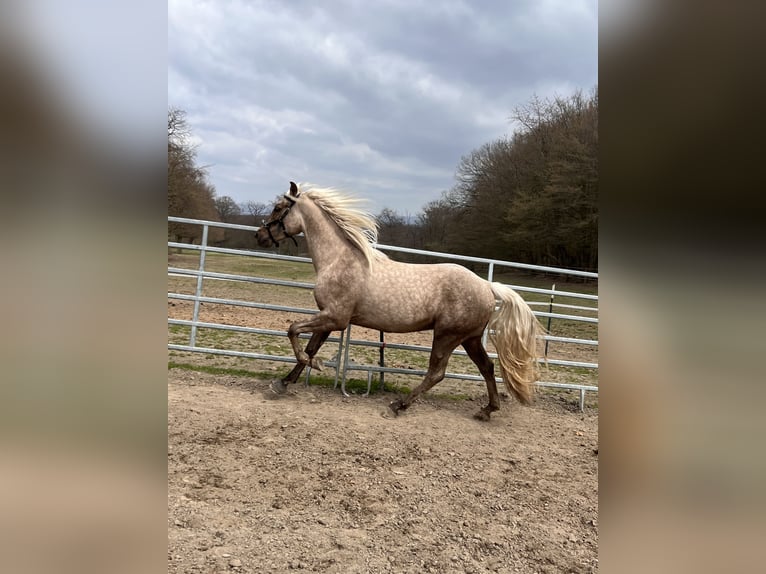 Andalusier Mix Wallach 3 Jahre 158 cm Palomino in Galenberg