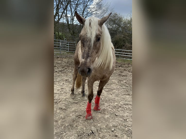 Andalusier Mix Wallach 3 Jahre 158 cm Palomino in Galenberg