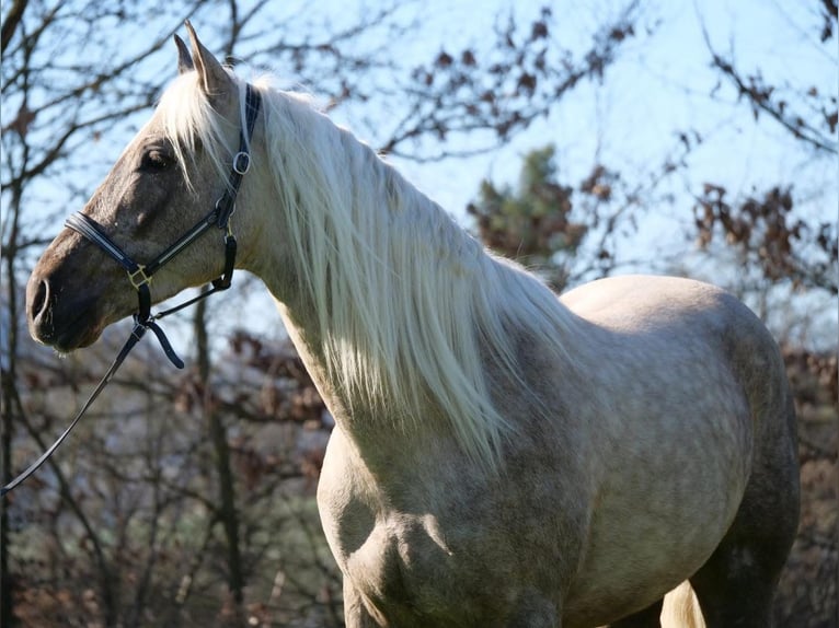 Andalusier Mix Wallach 3 Jahre 158 cm Palomino in Galenberg