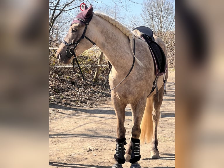 Andalusier Mix Wallach 3 Jahre 158 cm Palomino in Galenberg