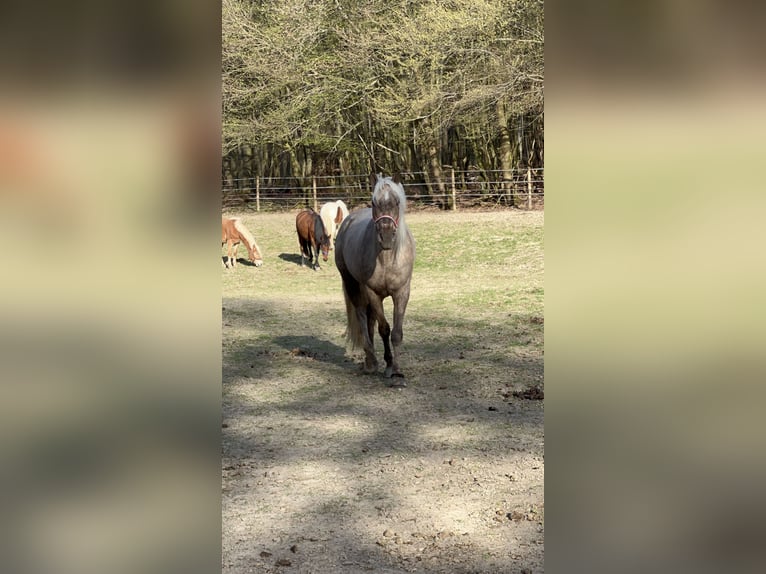 Andalusier Mix Wallach 3 Jahre 158 cm Palomino in Galenberg