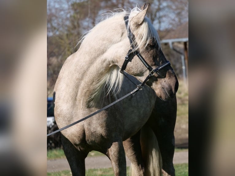 Andalusier Mix Wallach 3 Jahre 158 cm Palomino in Galenberg
