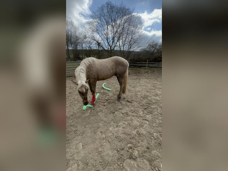 Andalusier Mix Wallach 3 Jahre 158 cm Palomino in Galenberg