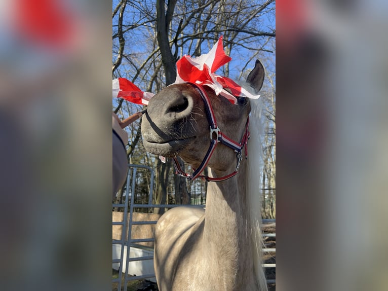 Andalusier Mix Wallach 3 Jahre 158 cm Palomino in Galenberg
