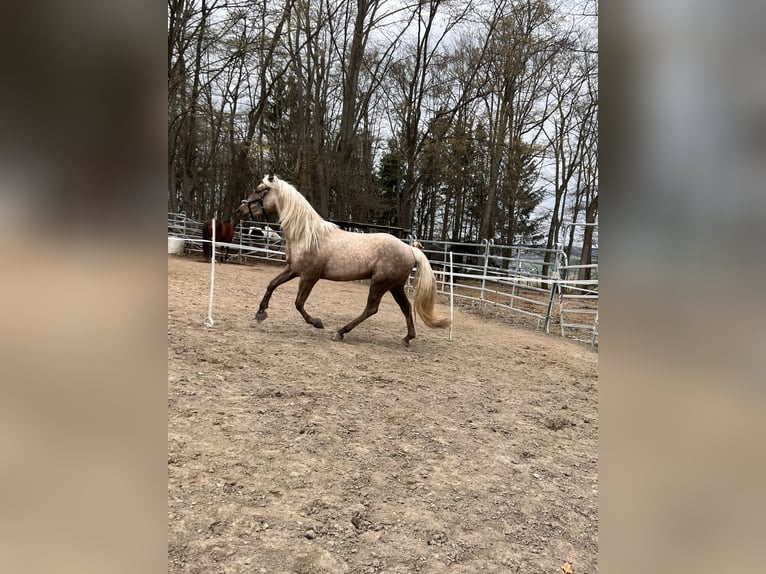Andalusier Mix Wallach 3 Jahre 158 cm Palomino in Galenberg