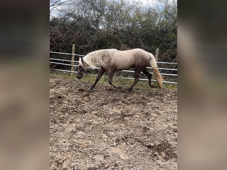 Andalusier Mix Wallach 3 Jahre 158 cm Palomino in Galenberg