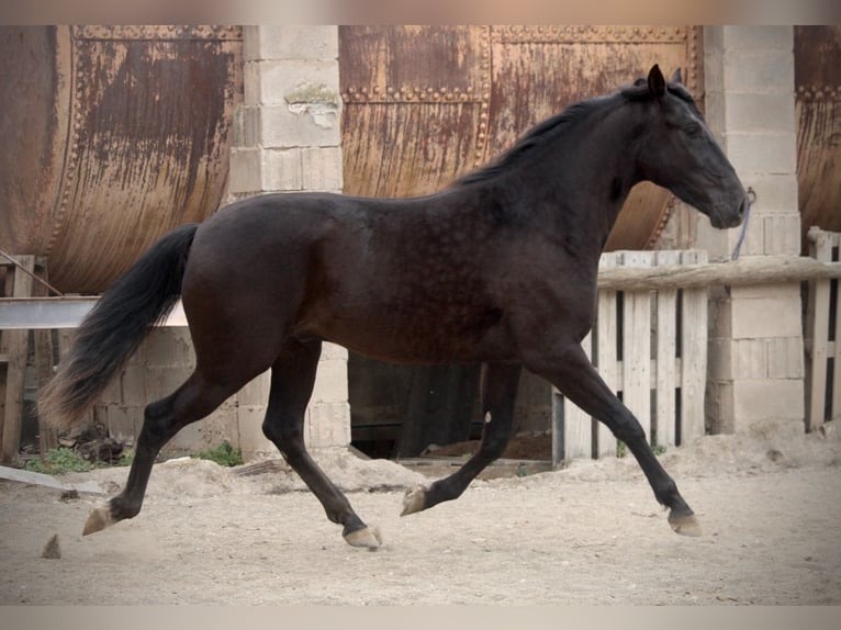 Andalusier Wallach 3 Jahre 158 cm Rappe in Valencia