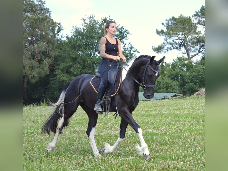Andalusier Wallach 3 Jahre 158 cm Tobiano-alle-Farben in Labatut