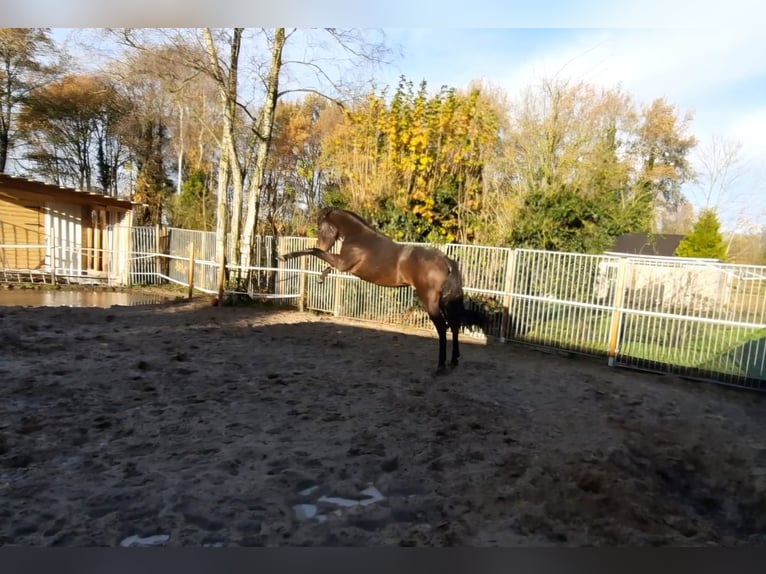 Andalusier Mix Wallach 3 Jahre 160 cm Brauner in Emmer-Compascuum