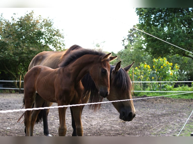 Andalusier Mix Wallach 3 Jahre 160 cm Brauner in Emmer-Compascuum