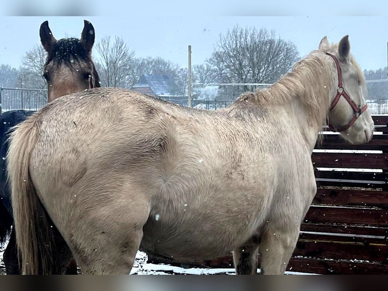 Andalusier Wallach 3 Jahre 160 cm Cremello in Teldau