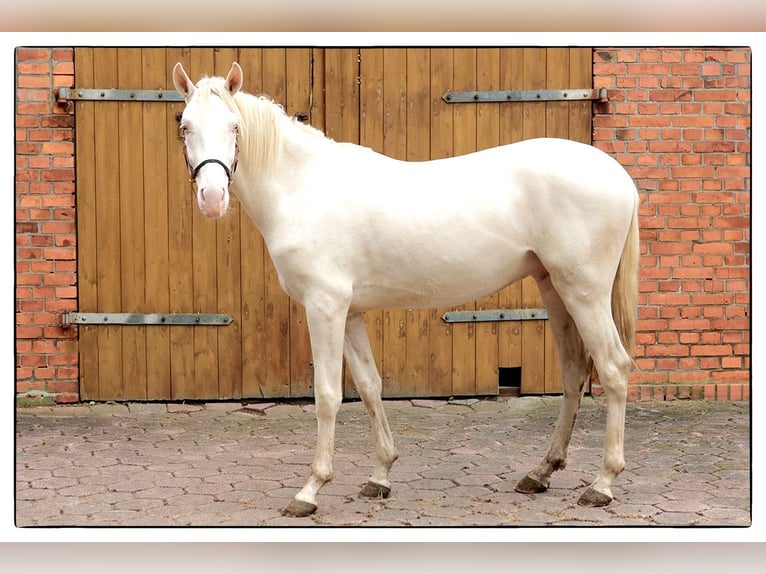 Andalusier Wallach 3 Jahre 160 cm Cremello in Teldau