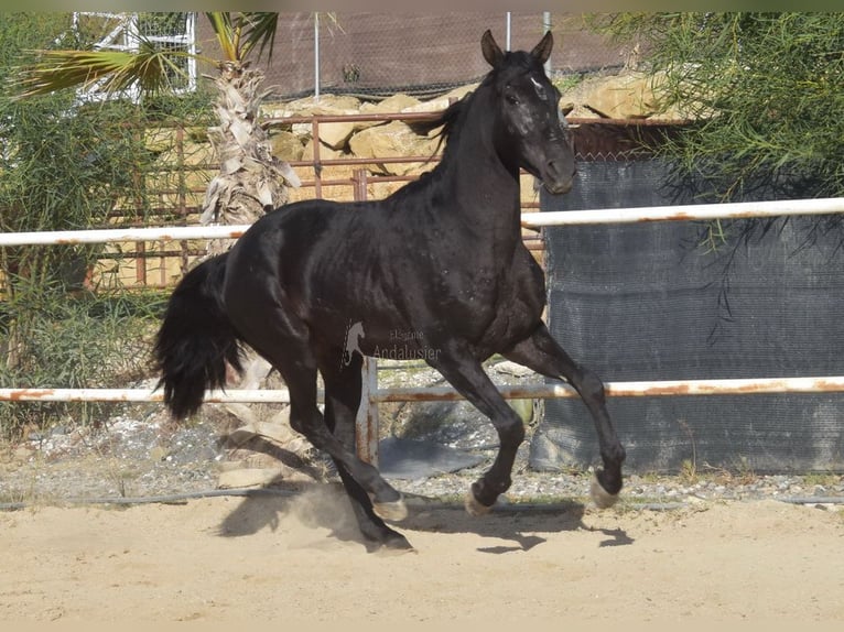 Andalusier Wallach 3 Jahre 160 cm Rappe in Provinz Malaga