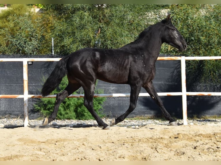 Andalusier Wallach 3 Jahre 160 cm Rappe in Provinz Malaga