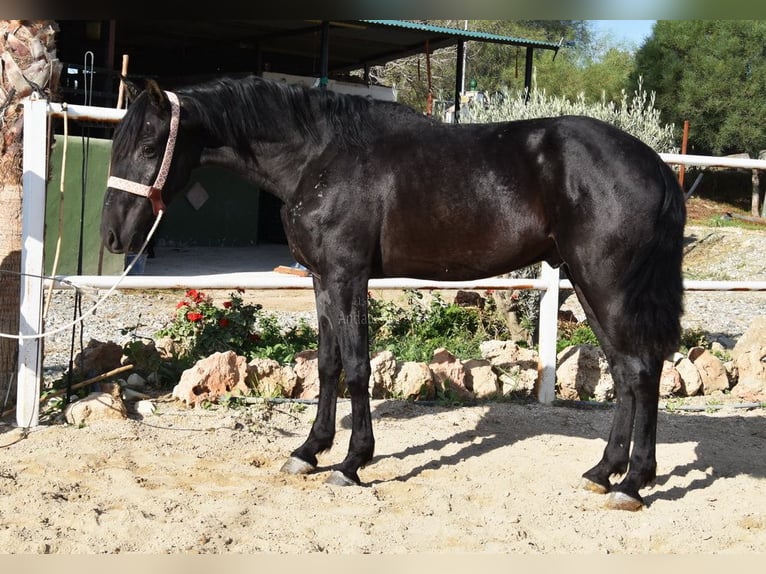 Andalusier Wallach 3 Jahre 160 cm Rappe in Provinz Malaga