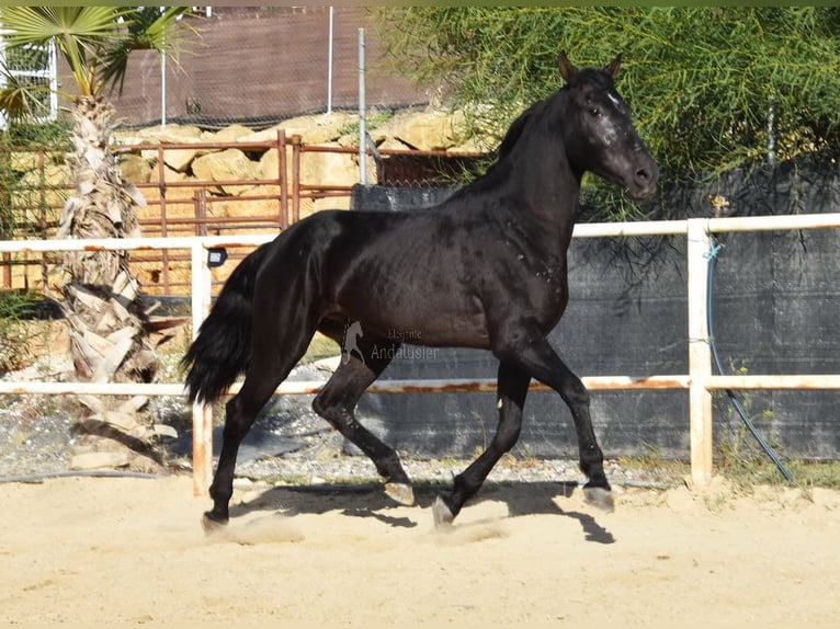 Andalusier Wallach 3 Jahre 160 cm Rappe in Provinz Malaga