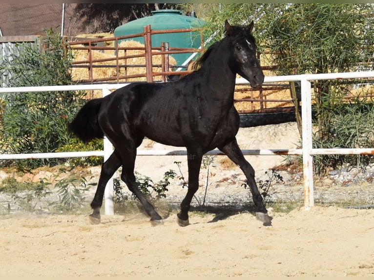 Andalusier Wallach 3 Jahre 160 cm Rappe in Provinz Malaga