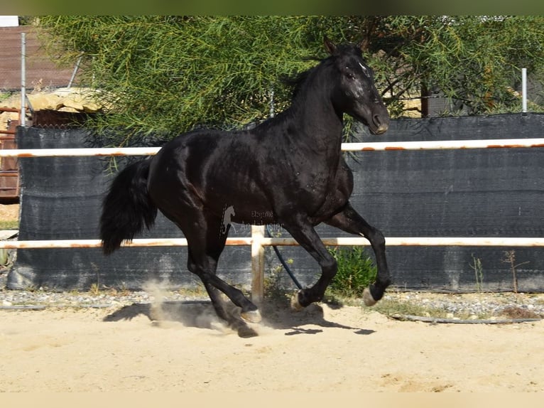 Andalusier Wallach 3 Jahre 160 cm Rappe in Provinz Malaga