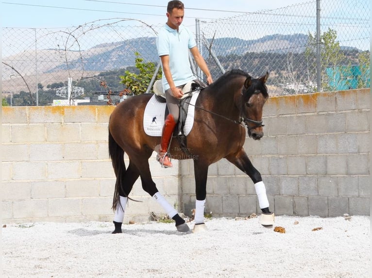 Andalusier Wallach 3 Jahre 160 cm Schimmel in Provinz Granada