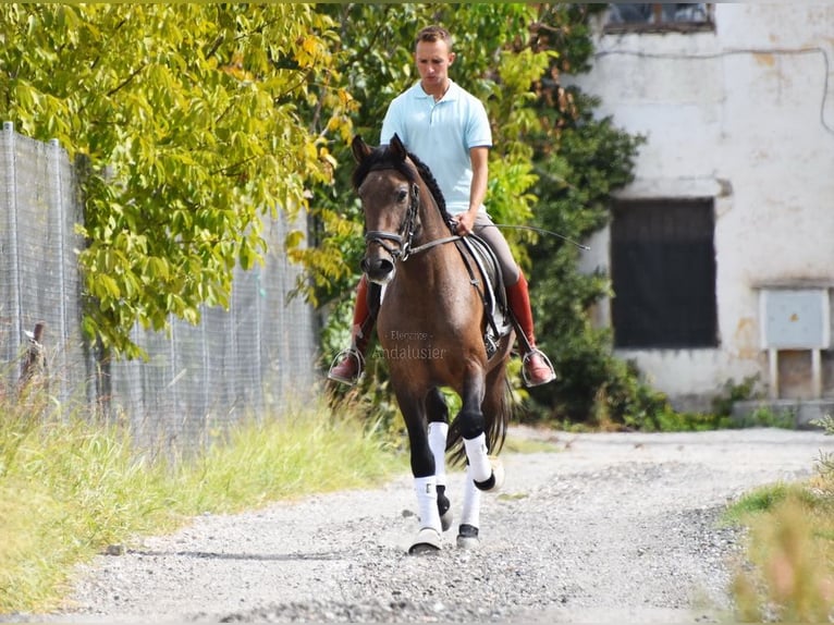 Andalusier Wallach 3 Jahre 160 cm Schimmel in Provinz Granada