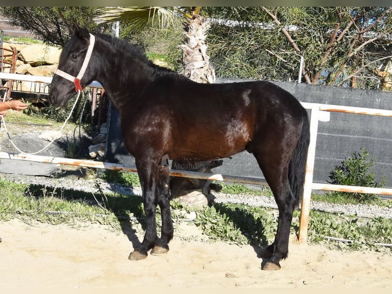 Andalusier Wallach 3 Jahre 161 cm Rappe in Provinz Malaga