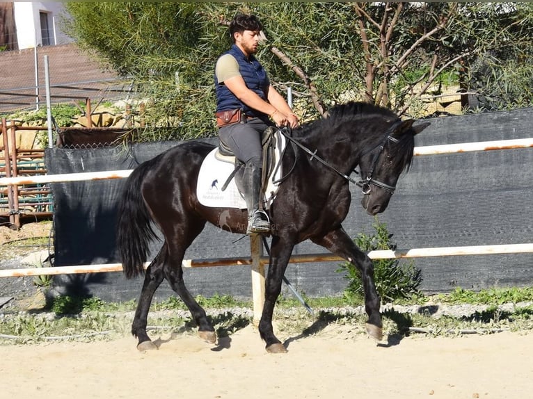 Andalusier Wallach 3 Jahre 161 cm Rappe in Provinz Malaga