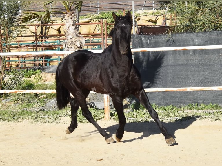 Andalusier Wallach 3 Jahre 161 cm Rappe in Provinz Malaga