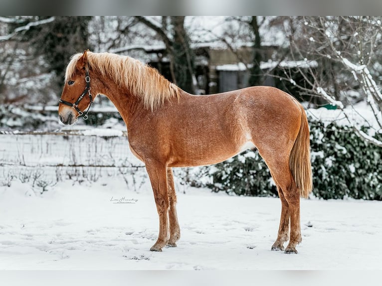 Andalusier Wallach 3 Jahre 163 cm Roan-Red in Gnarrenburg