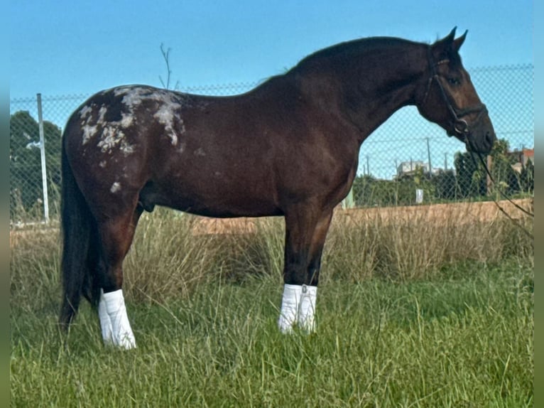 Andalusier Wallach 3 Jahre 164 cm Brauner in Valencia