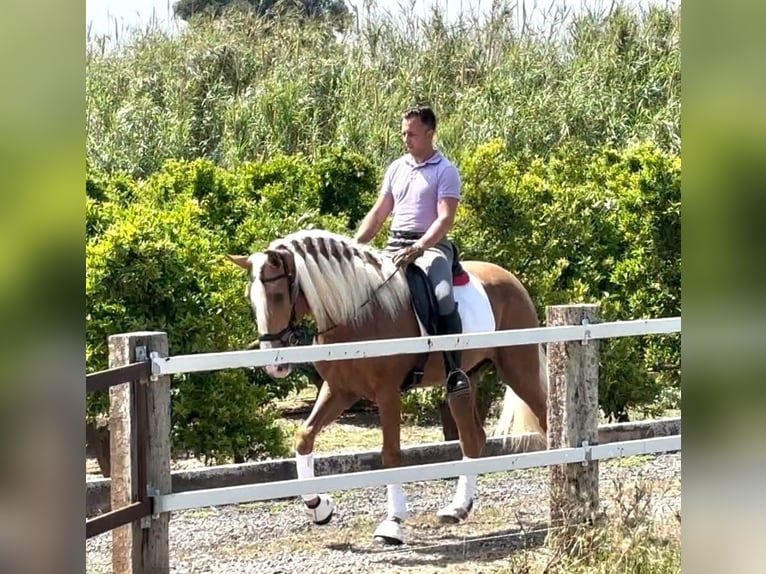 Andalusier Wallach 3 Jahre 165 cm Palomino in Martfeld