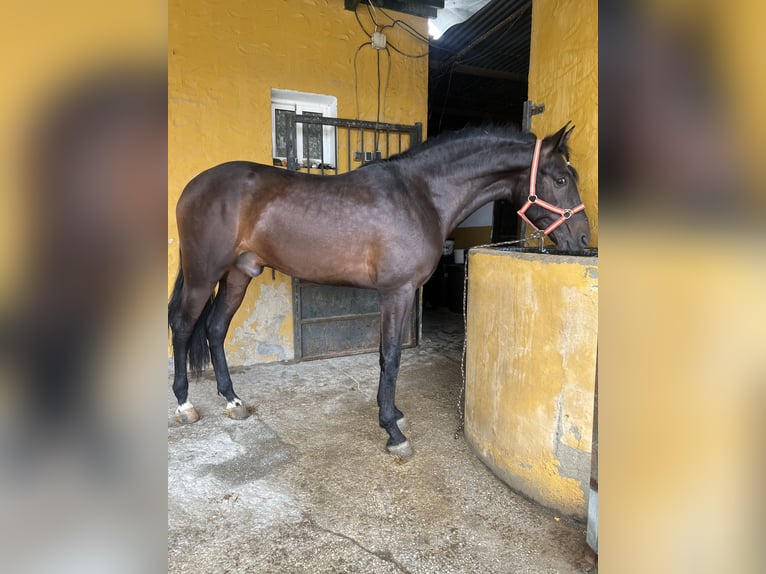 Andalusier Wallach 3 Jahre 166 cm Brauner in Pizarra