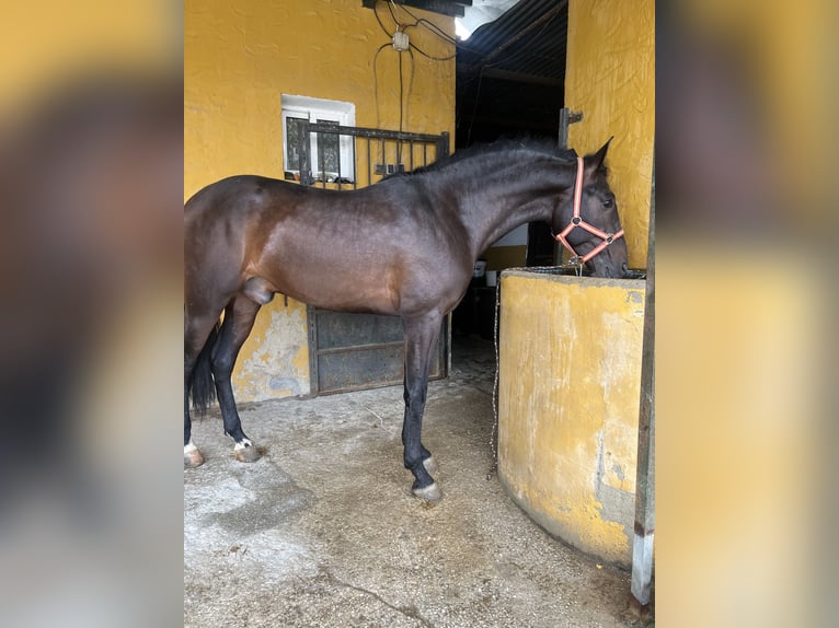 Andalusier Wallach 3 Jahre 166 cm Brauner in Pizarra