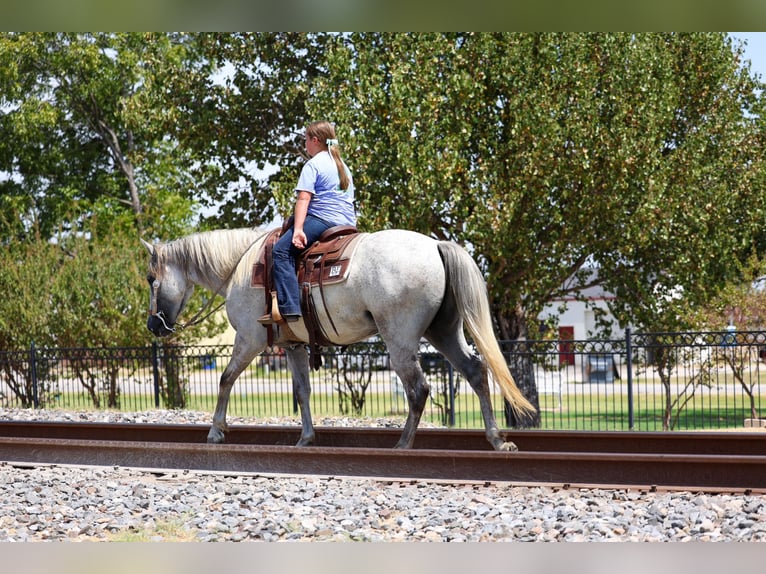 Andalusier Wallach 3 Jahre Schimmel in Terrell