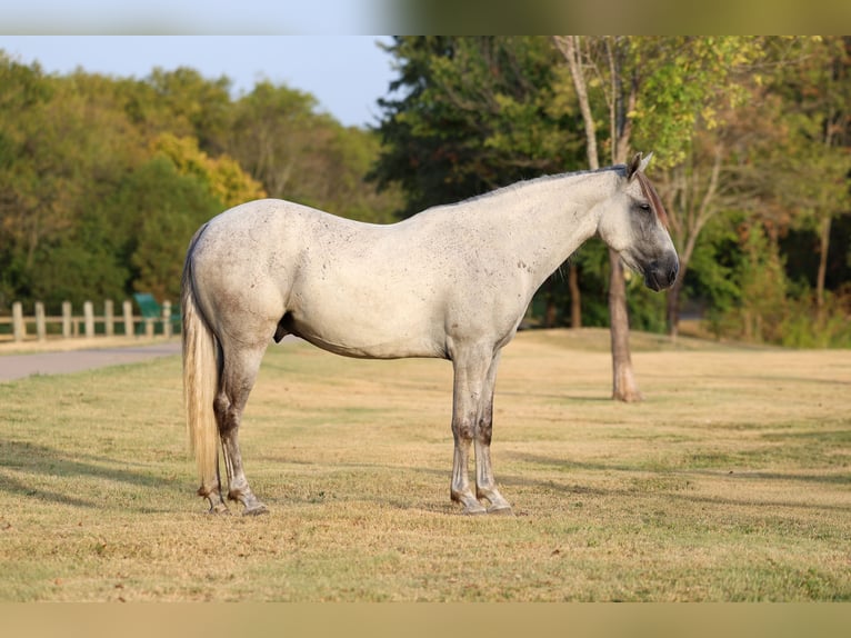 Andalusier Wallach 3 Jahre Schimmel in Terrell