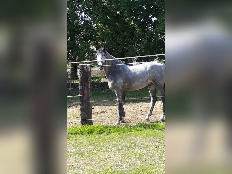 Andalusier Wallach 4 Jahre 150 cm Blauschimmel in Nederhorst den Berg