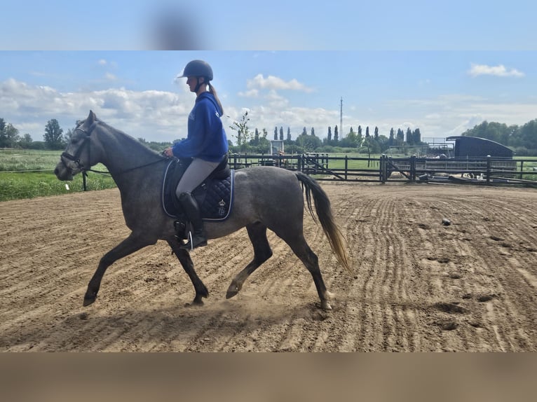 Andalusier Wallach 4 Jahre 150 cm Blauschimmel in Nederhorst den Berg