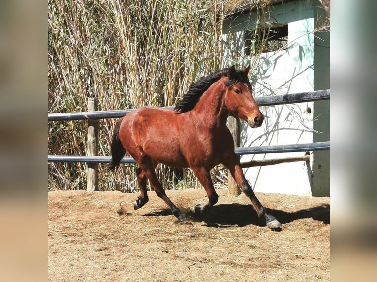 Andalusier Wallach 4 Jahre 150 cm Brauner in Adra Almeria