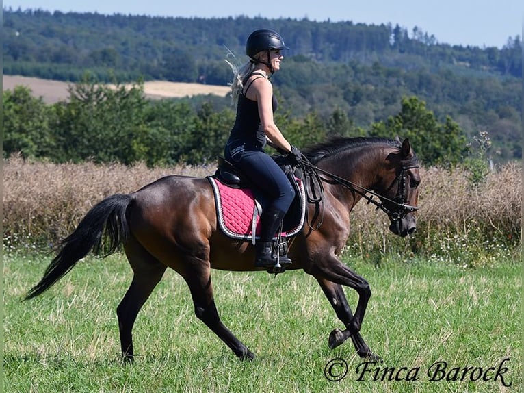 Andalusier Wallach 4 Jahre 150 cm Brauner in Wiebelsheim