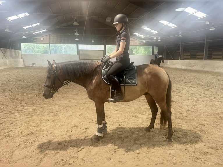 Andalusier Wallach 4 Jahre 150 cm Brauner in Pelmberg