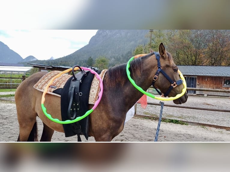 Andalusier Wallach 4 Jahre 150 cm Brauner in Pelmberg