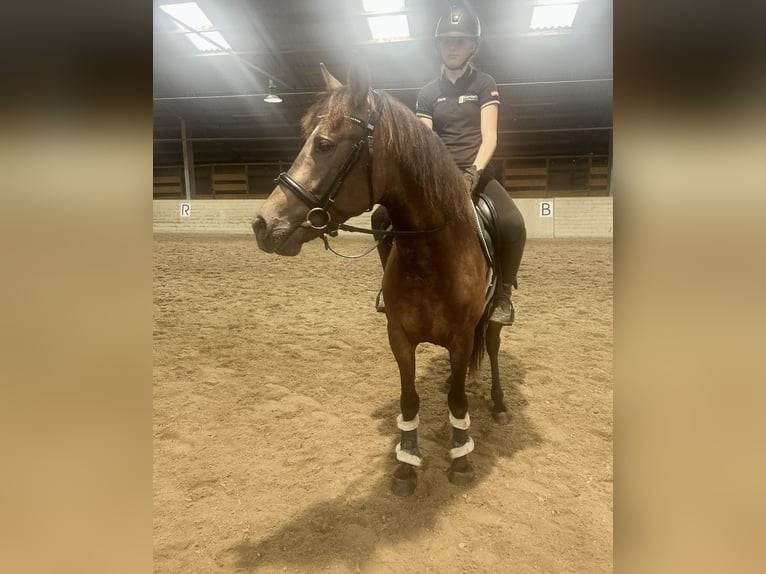 Andalusier Wallach 4 Jahre 150 cm Brauner in Pelmberg