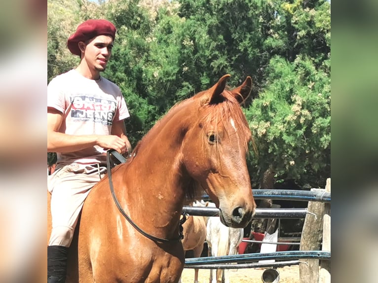 Andalusier Wallach 4 Jahre 150 cm Fuchs in Adra Almería