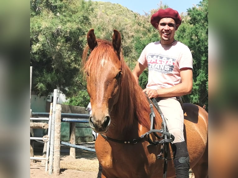 Andalusier Wallach 4 Jahre 150 cm Fuchs in Adra Almería