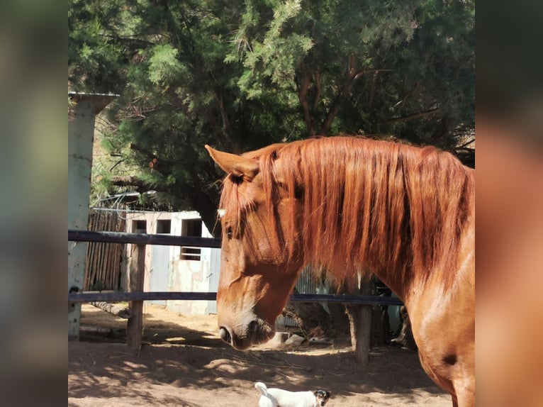 Andalusier Wallach 4 Jahre 150 cm Fuchs in Adra Almería