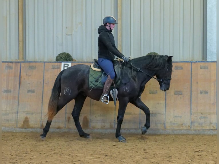 Andalusier Wallach 4 Jahre 150 cm Rappschimmel in Neustadt (Wied)