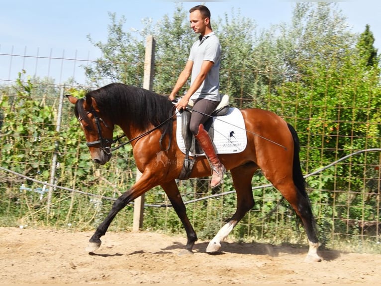Andalusier Wallach 4 Jahre 151 cm Brauner in Provinz Granada